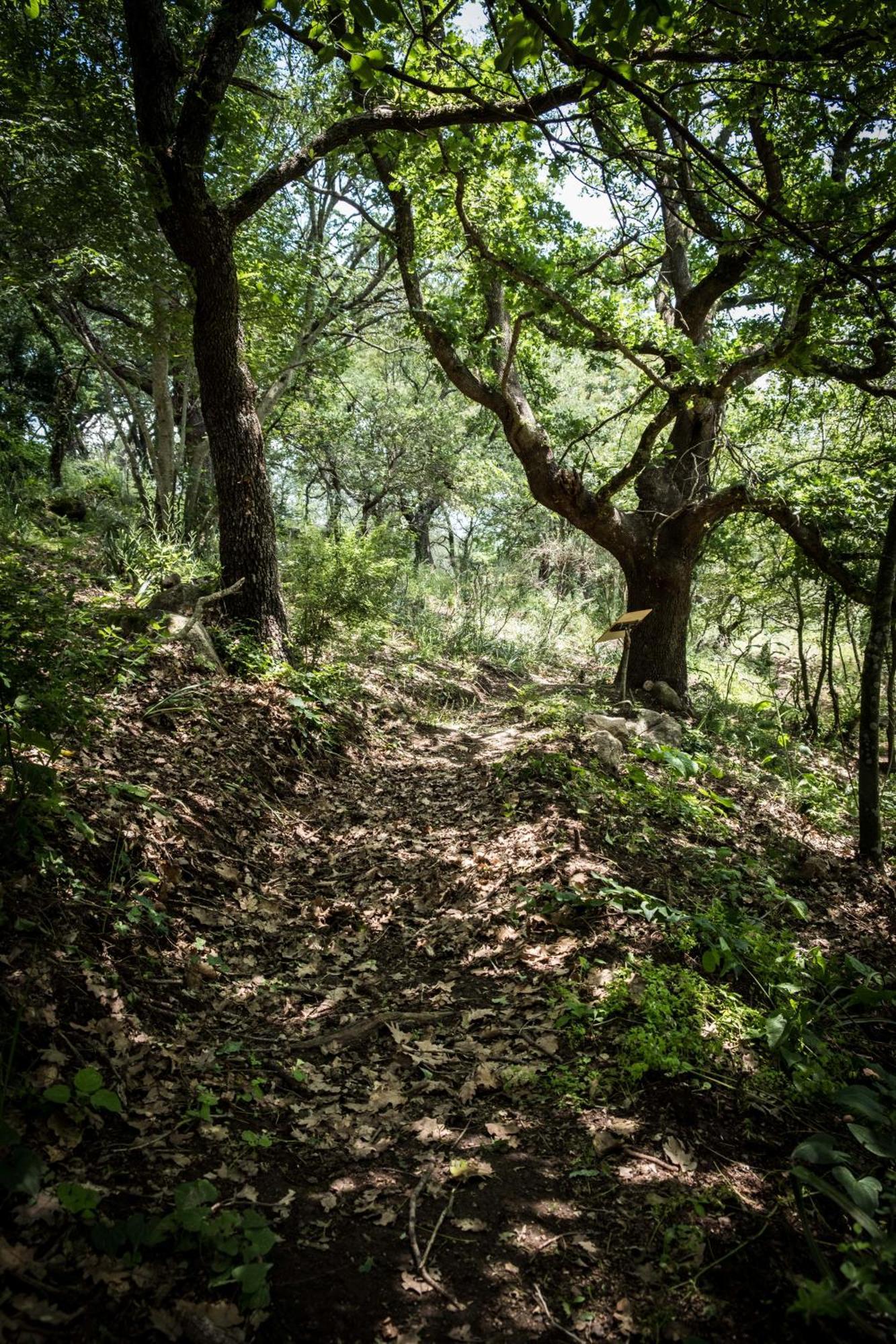 Azienda Agricola Biologica La Cardellina Tolfa ภายนอก รูปภาพ